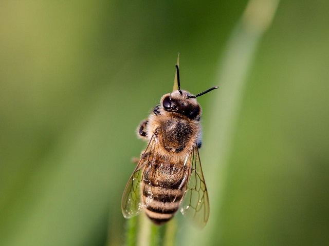 ¿Qué pasaría si las abejas desaparecieran?