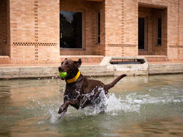 Perro jugando en los espejos de agua de la Biblioteca Pública Virgilio Barco