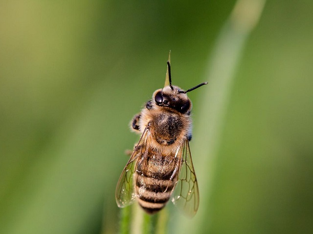 Abeja en primer plano sobre hoja