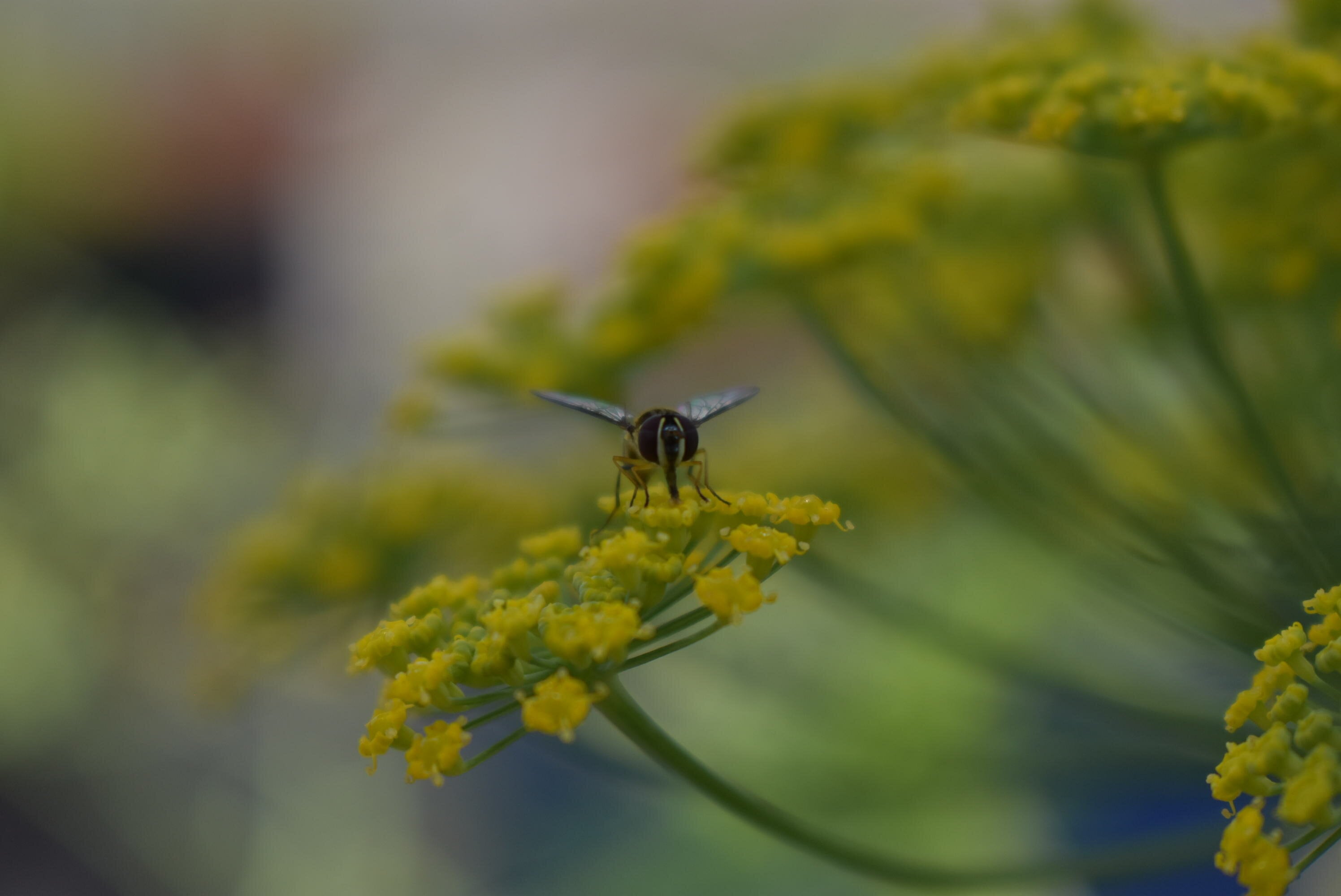 Abeja polinizando flor