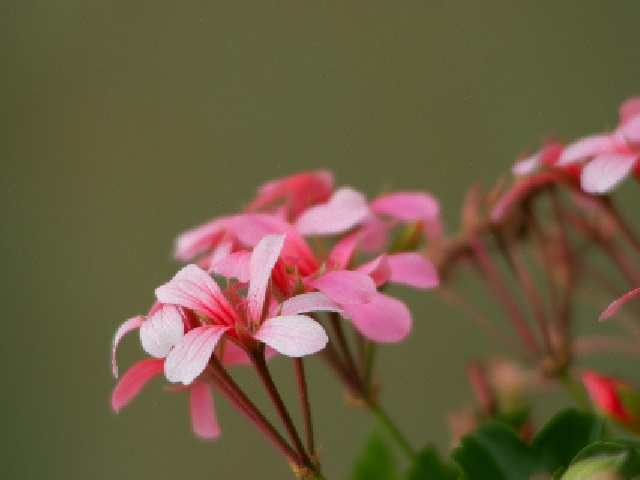 flores rosadas en racimo