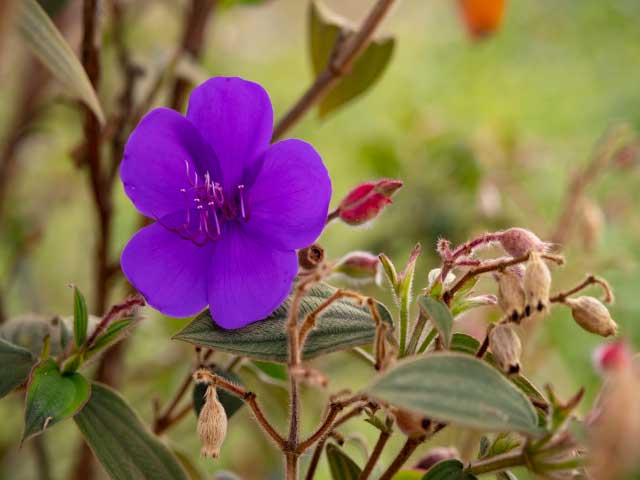 flor siete cueros color morado