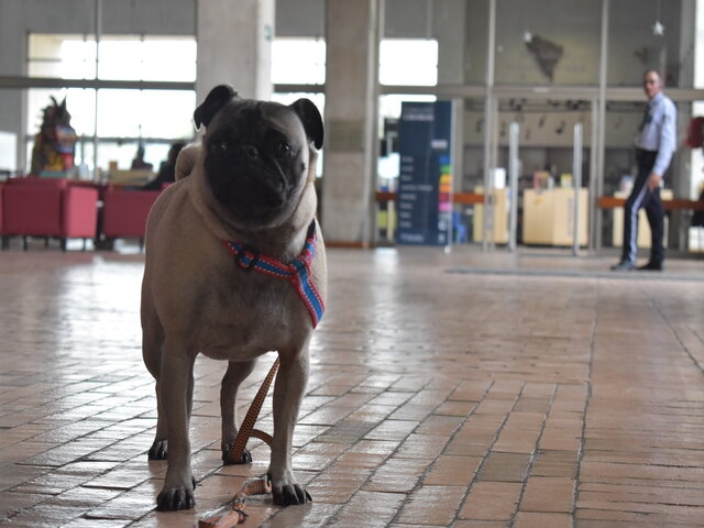 Lecturas para 4 patas Perro en una biblioteca